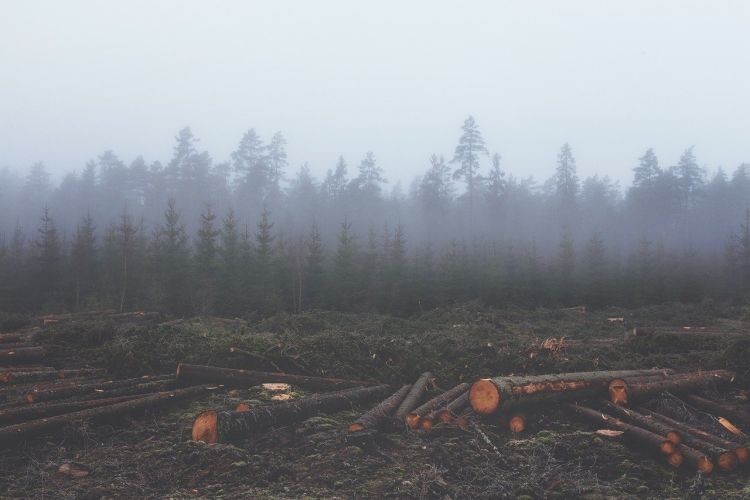 I consumi dell’Europa responsabili del 10% della deforestazione globale