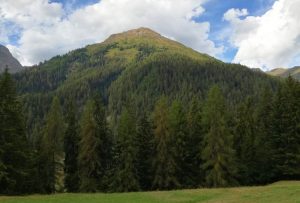Foreste italiane: perché il loro futuro passa dalla gestione sostenibile e certificata