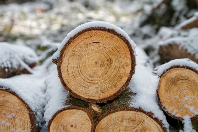 I benefici ambientali delle foreste e della gestione sostenibile del legno