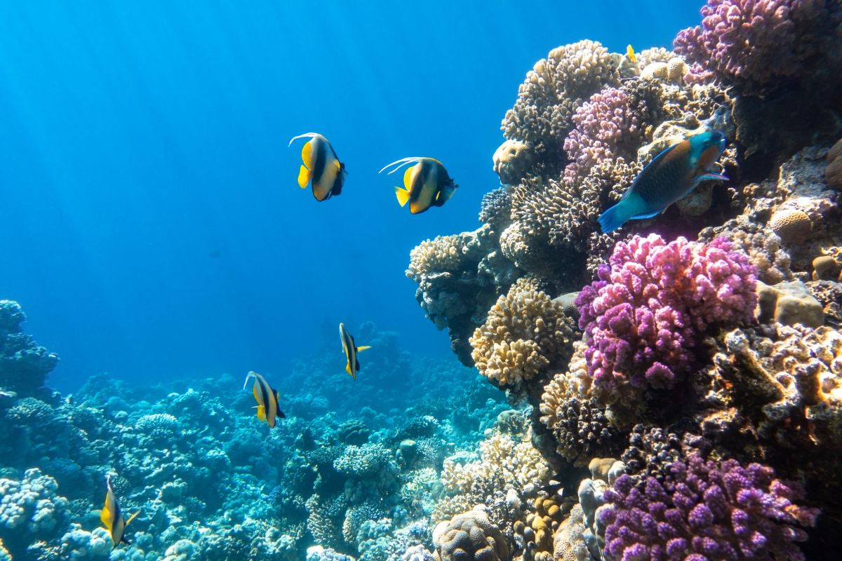 Biodiversità, proteggere le barriere coralline per salvare il Pianeta