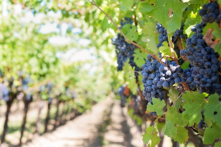  Sequestro del carbonio nei vigneti per combattere il cambiamento climatico