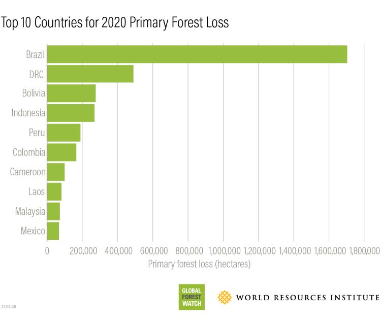 I 10 paesi con la peggior deforestazione nel 2020