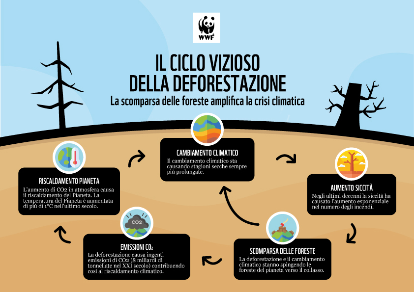 L'impatto della deforestazione sulla crisi climatica