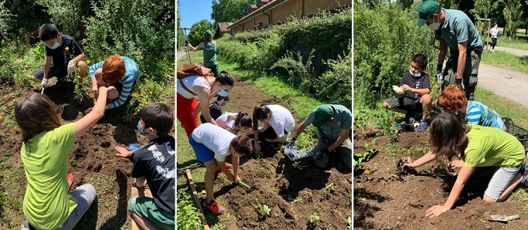 Piantumazione in corso a Parco Nord