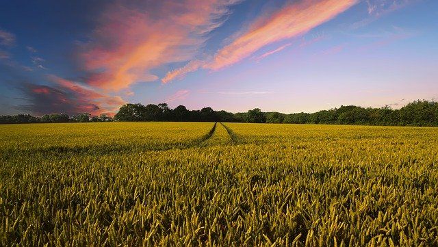 Il ruolo dell’agricoltura per la transizione energetica