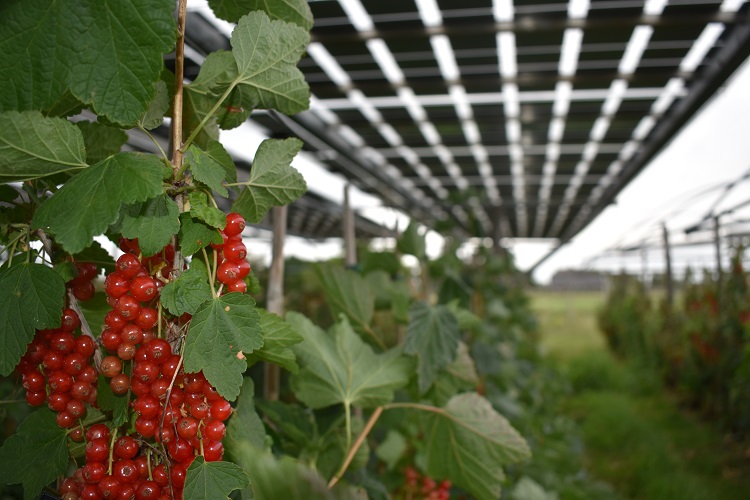 Agro-fotovoltaico con ribes rosso