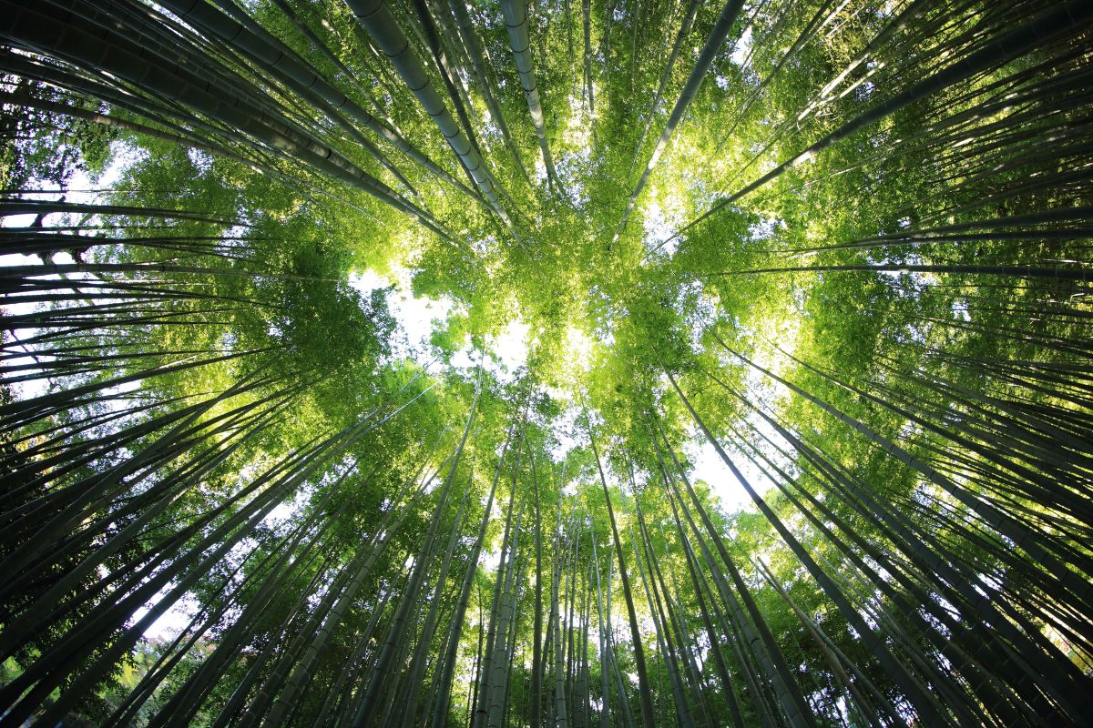 Il ruolo delle foreste in risposta alle crisi climatiche. 