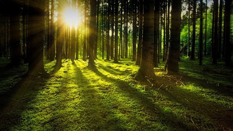 Il ruolo delle foreste in risposta alle crisi climatiche