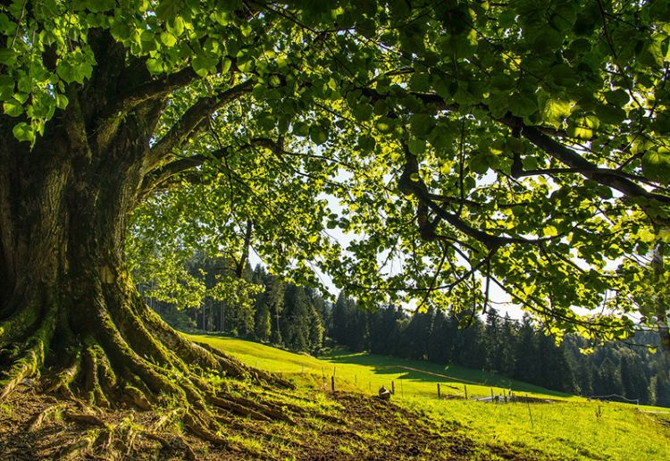 Foreste italiane per la transizione ecologica: serve una gestione sostenibile