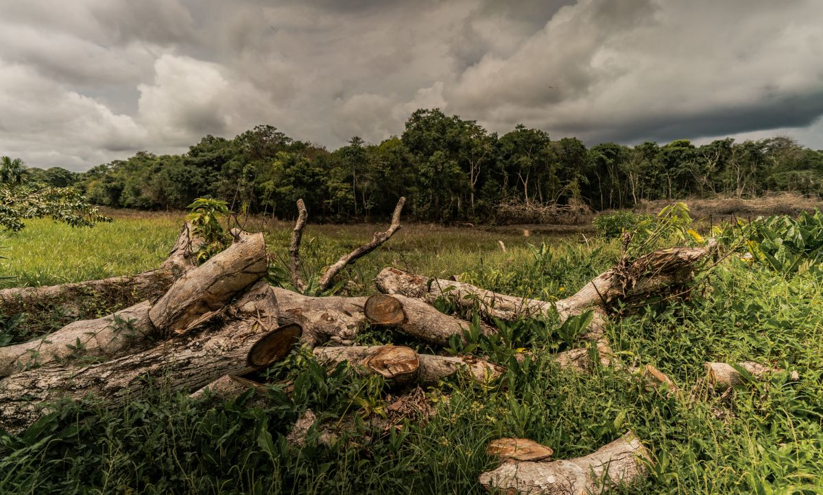 La deforestazione dell'amazzonia colombiana