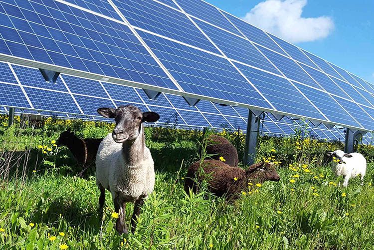 Agrivoltaico: la sinergia tra agricoltura ed energia rinnovabile