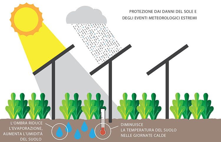 I benefici della sinergia tra agricoltura ed energia solare