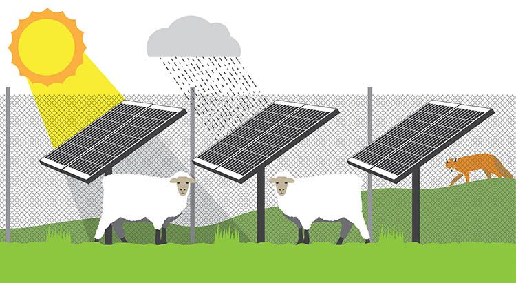 Benefici del fotovoltaico combinato all’agricoltura