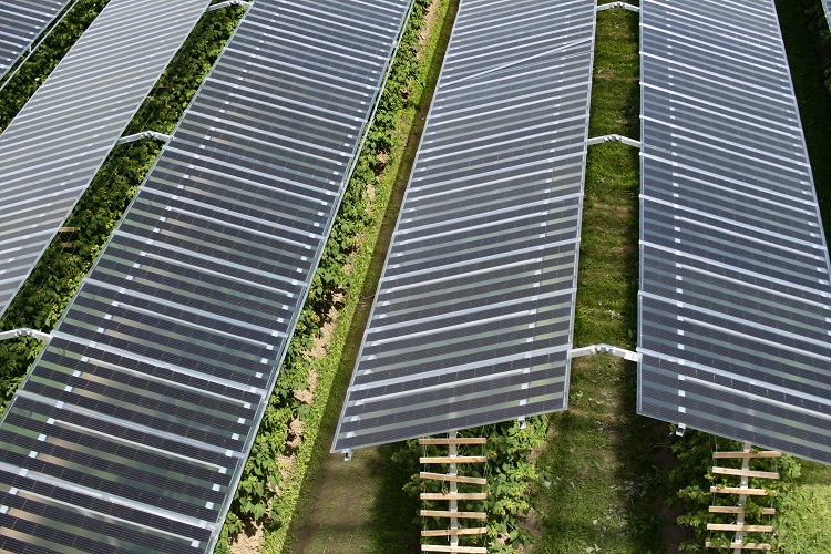 L'agri fotovoltaico di BayWa r.e. riceve “The smarter E AWARD”