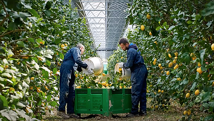 I filari di limoni in ambiente agrofotovoltaico dell’azienda Lao Greenhouse
