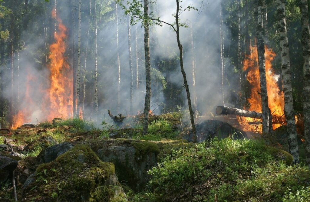 Incendi boschivi, inquinamento acustico e perdita di biodiversità, ecco le minacce ambientali più incombenti