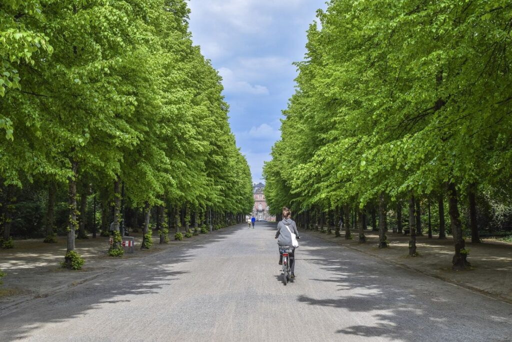 Dove è meglio che gli alberi siano presenti in città