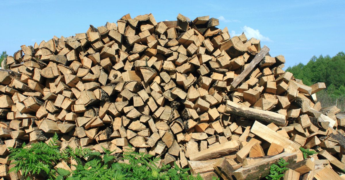 Biomasse legnose: quale impatto ambientale ha il loro apporto