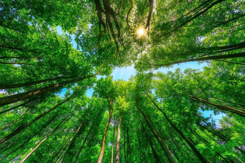 Le foreste hanno i più alti tassi di sequestro del carbonio