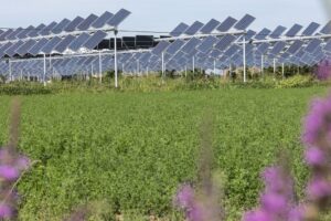 I vantaggi dell’agrivoltaico: il solare e l’agricoltura che lavorano l’uno per l’altro