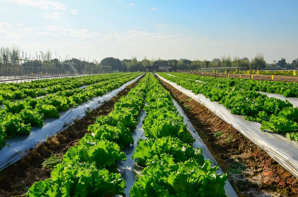 I terreni agricoli sempre più sommersi dalla plastica