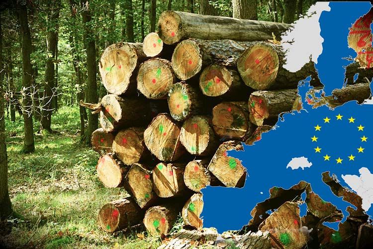 Bioenergie in Europa: si punti su biomasse solide e gestione sostenibile delle foreste