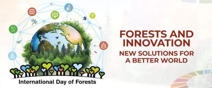 Il tema della Giornata Internazionale delle Foreste del 2024 è "Forests and Innovation"