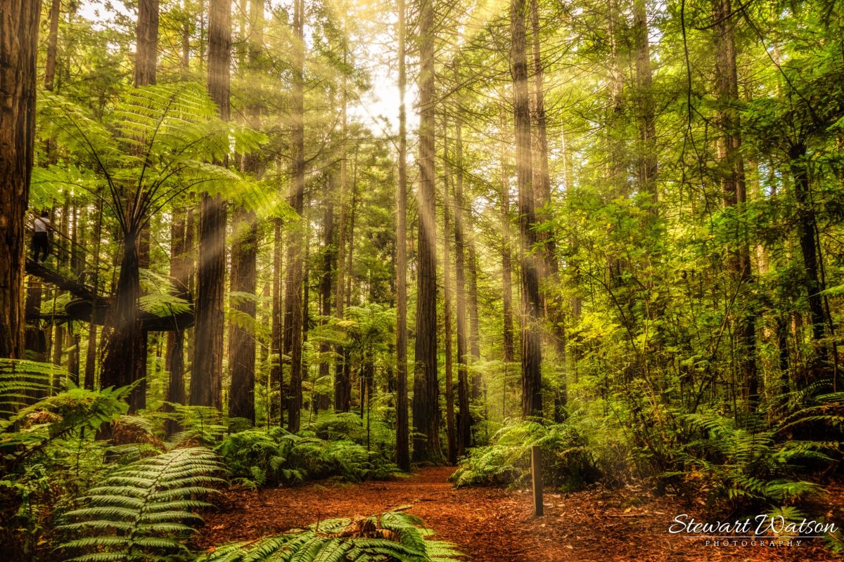 21 marzo giornata internazionale delle foreste