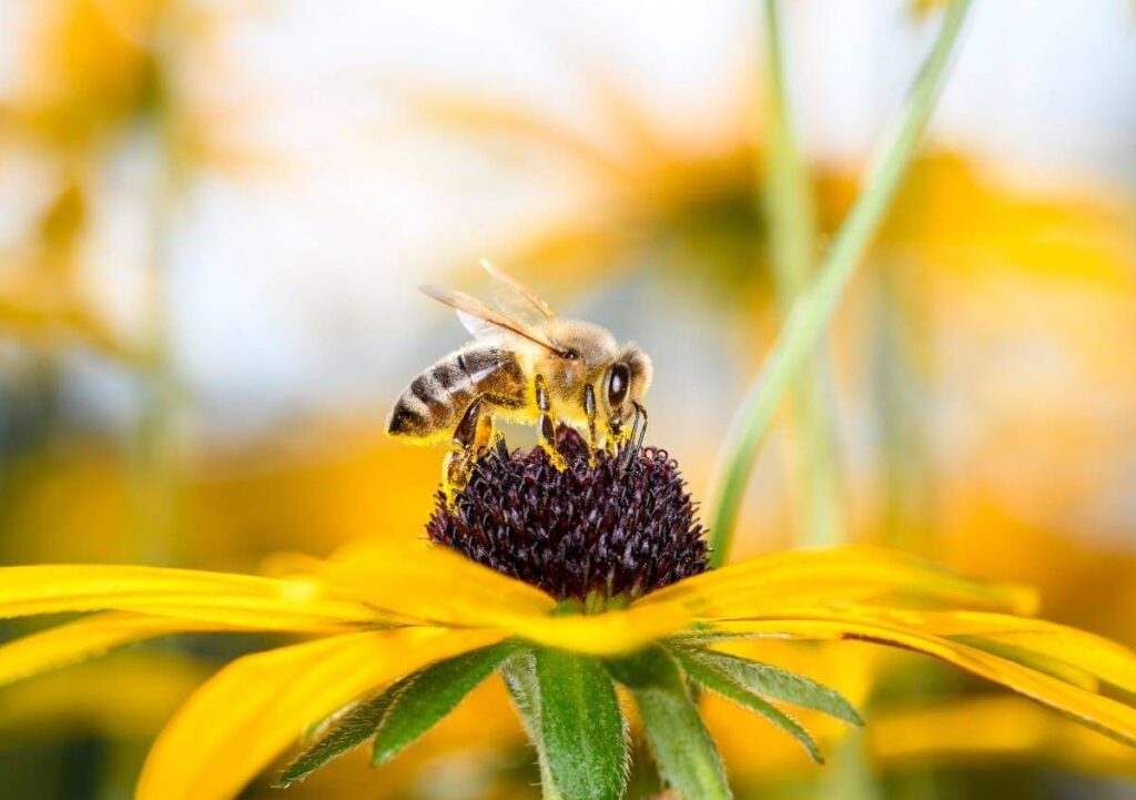 Giornata mondiale delle api, tutti noi dipendiamo dalla loro sopravvivenza