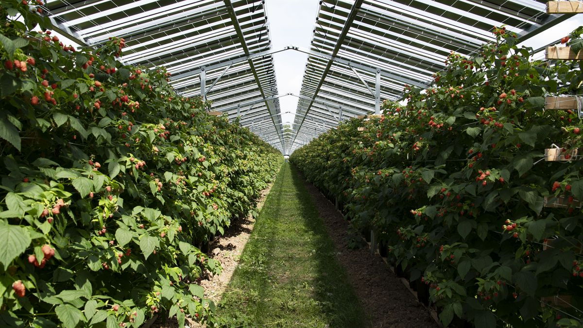 Impianto agrivoltaico record nei Paesi Bassi di Baywa