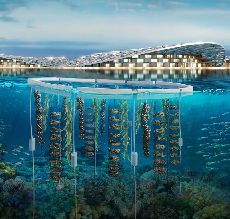 Dubai Reefs: progetto di agricoltura oceanica