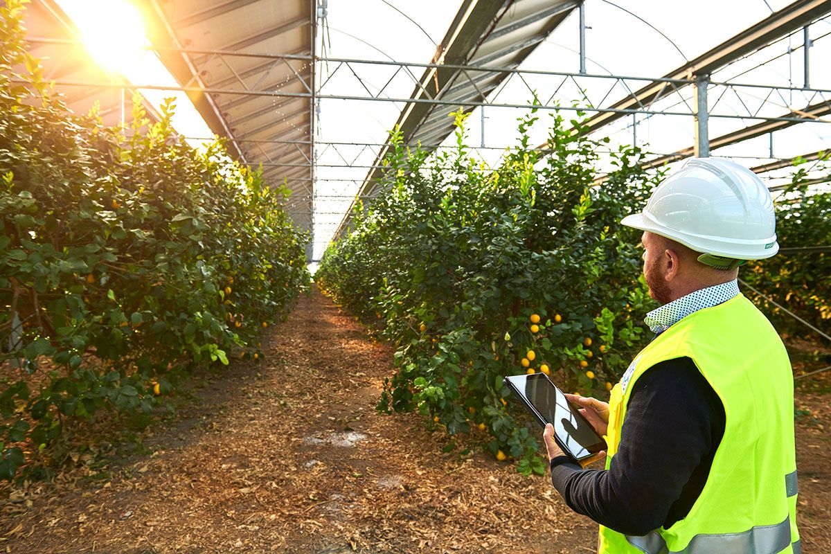 Serre fotovoltaiche: soluzioni utili alla transizione energetica e all’agricoltura