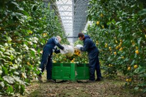 Serre fotovoltaiche: soluzioni utili alla transizione energetica e all’agricoltura