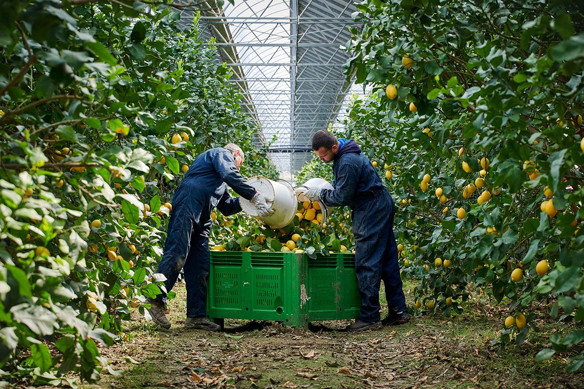 Serre fotovoltaiche: soluzioni utili alla transizione energetica e all’agricoltura