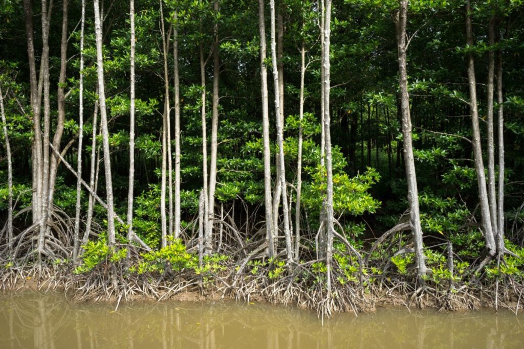 Giornata internazionale per la conservazione dell’ecosistema delle mangrovie