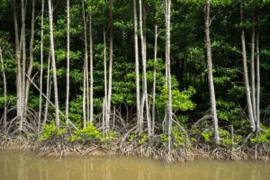 Giornata internazionale per la conservazione dell’ecosistema delle mangrovie