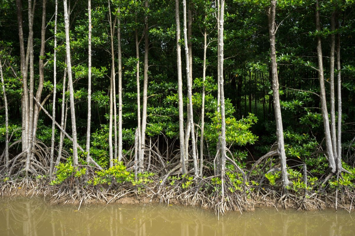 Giornata internazionale per la conservazione dell'ecosistema delle mangrovie