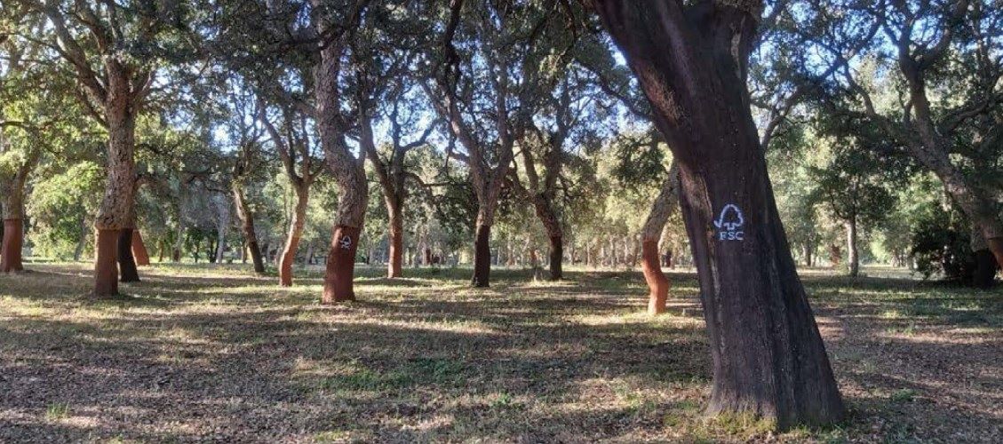 La Sughereta Sperimentale Cusseddu-Miali-Parapinta