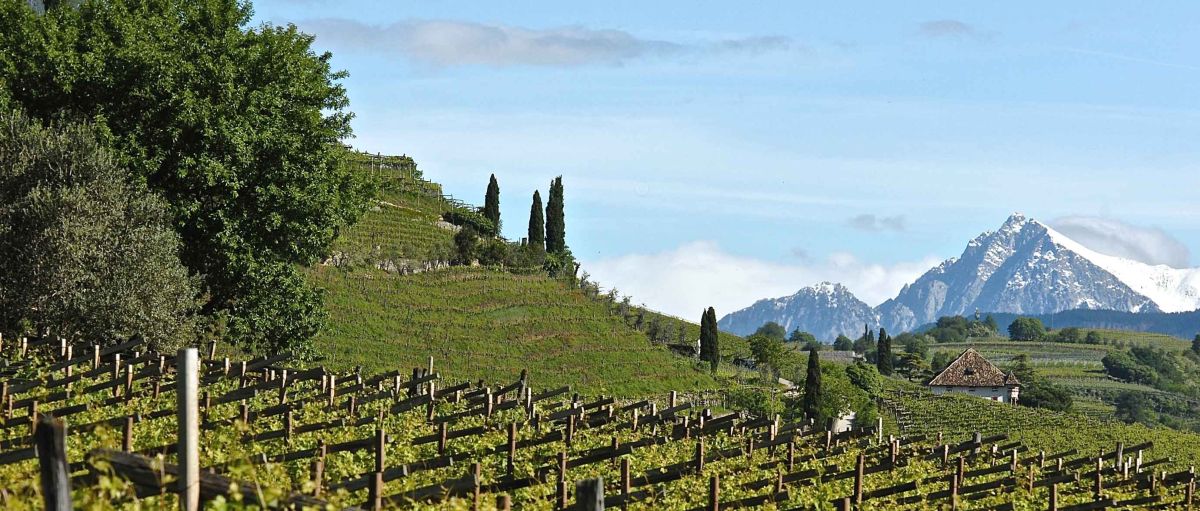 tenuta vinicola Alois Lageder