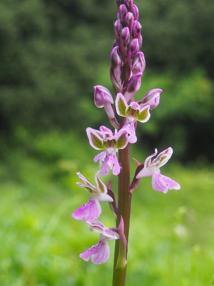 Progetto LIFEorchids finanziato nell'ambito del programma europeo LIFE