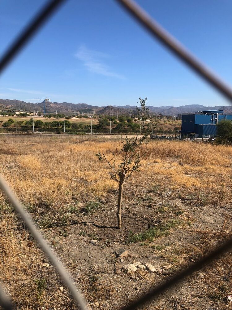 L'ulivo piantato nel terreno in cui sorgerà il nuovo stabilimento Airzone