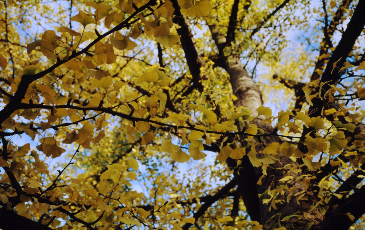 Un albero di Ginko 