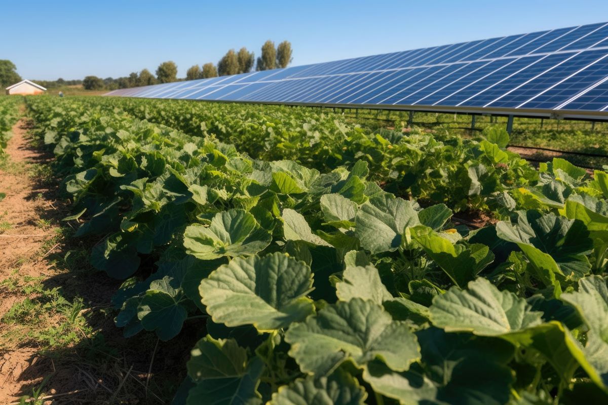 Il legame virtuoso tra fotovoltaico e crescita delle colture