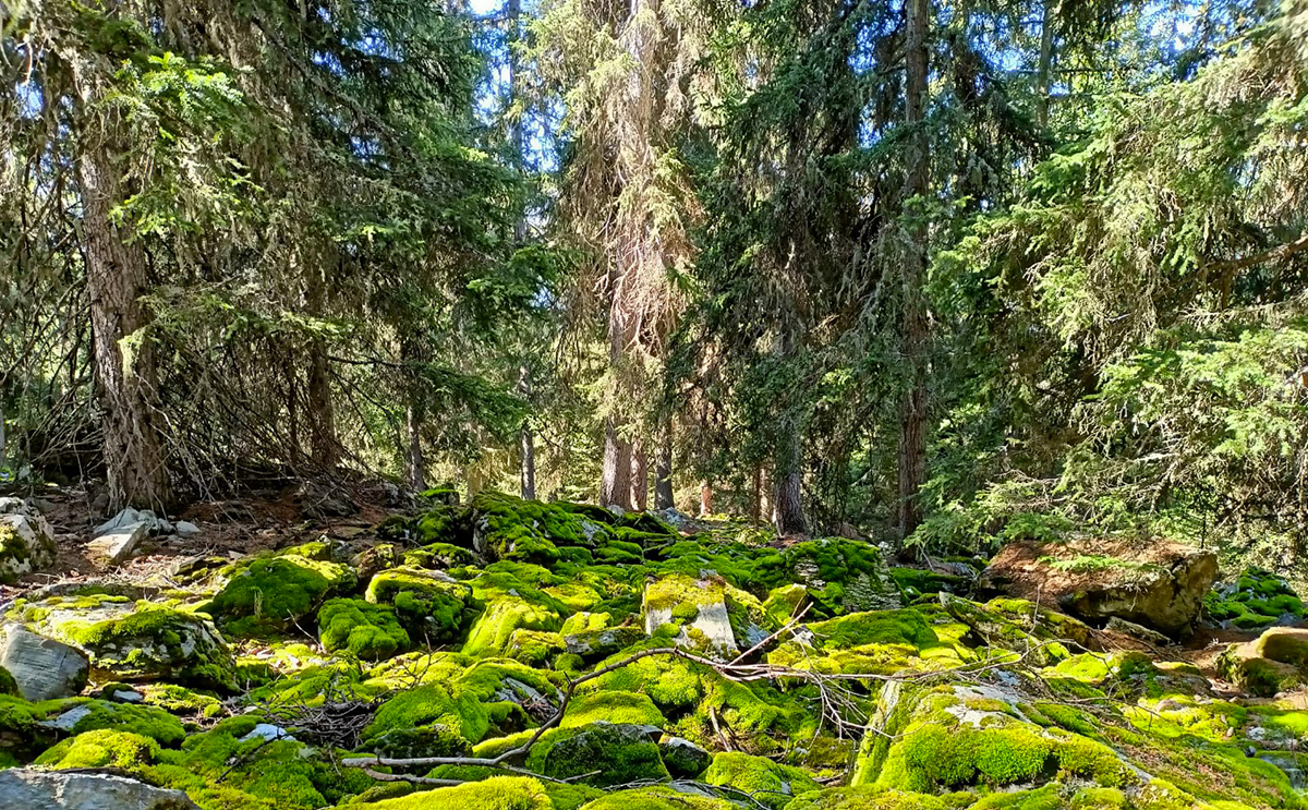 Quali sono le potenzialità e i limiti dei boschi e delle foreste italiane?