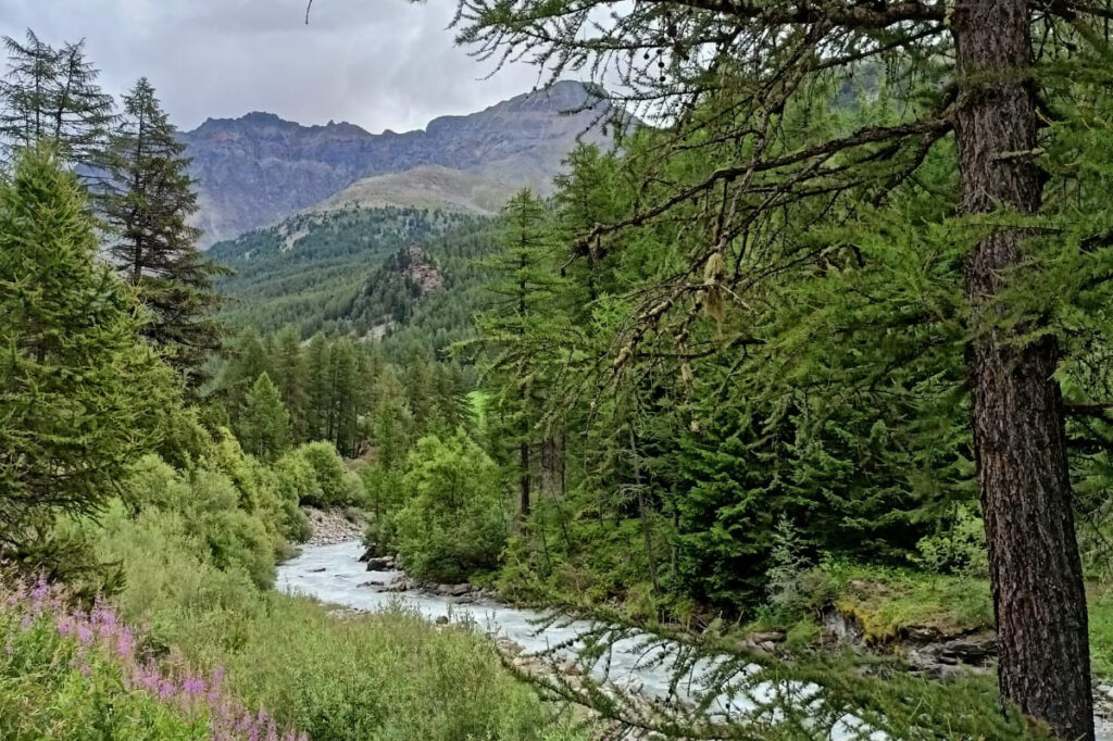 Foreste italiane: un patrimonio da valorizzare all’insegna della pianificazione