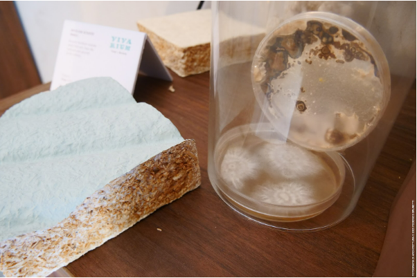 L’impiego dei materiali bio-fabbricati in architettura ed edilizia: il caso del micelio
