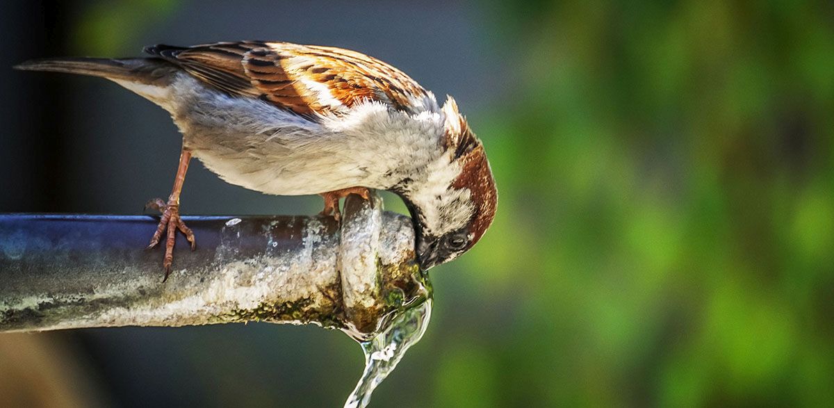 Sicurezza sulla qualità dell’acqua potabile