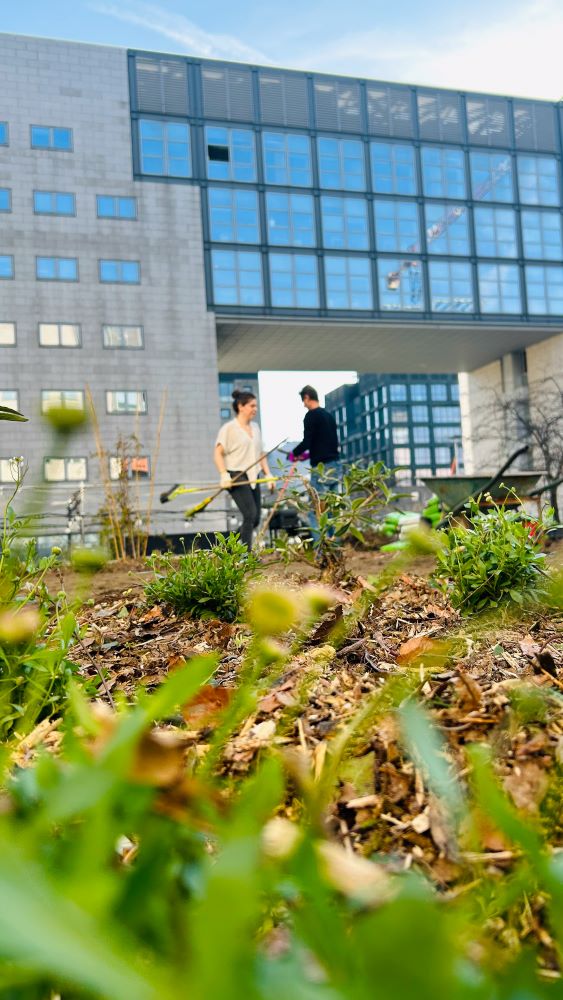 Botanica Temporanea: analisi dei dati riguardanti le diverse fasi di sviluppo di due grandi aiuole presenti nella piazza di BiM a Milano