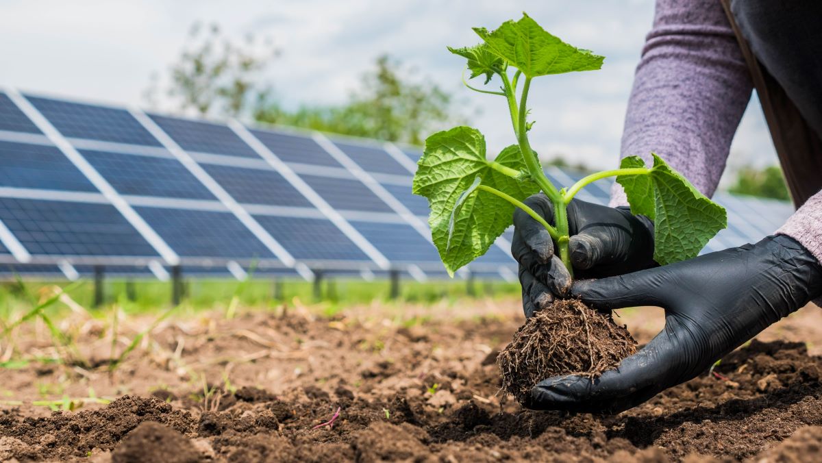 Fotovoltaico in agricoltura: serve uno sviluppo concreto, non dogmi