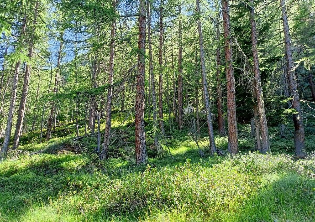 Industria foresta legno in Italia: su cosa occorre intervenire 